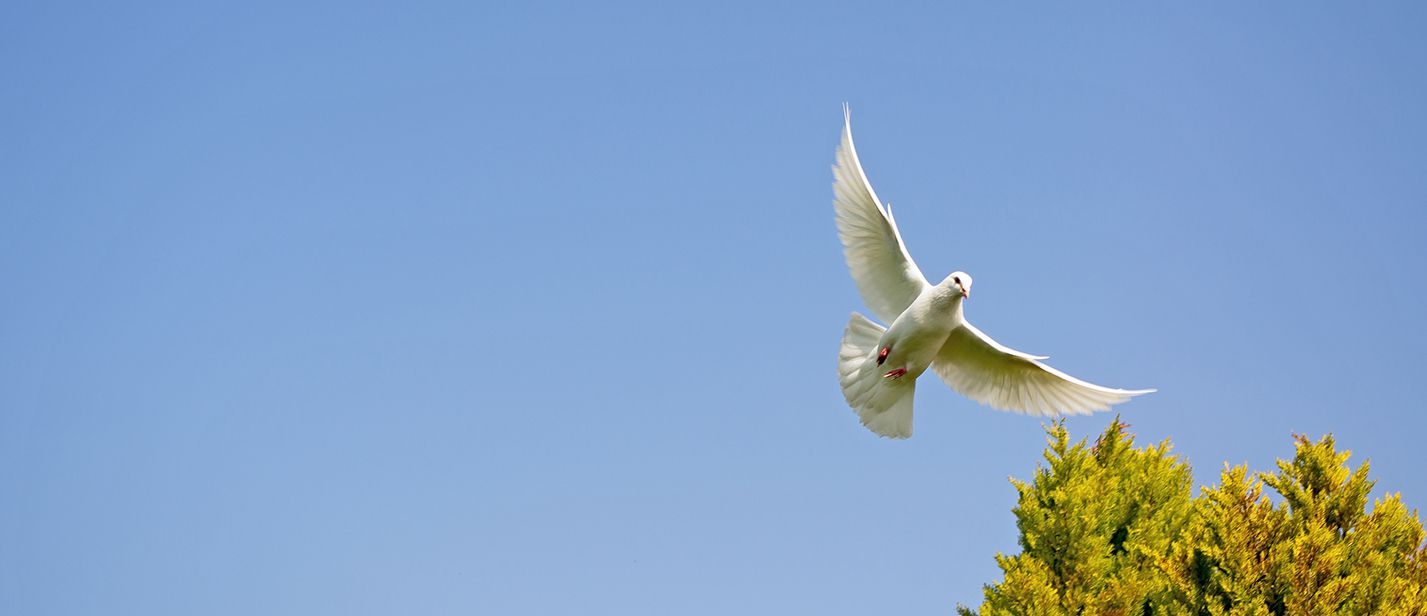 The dovelike Holy Spirit