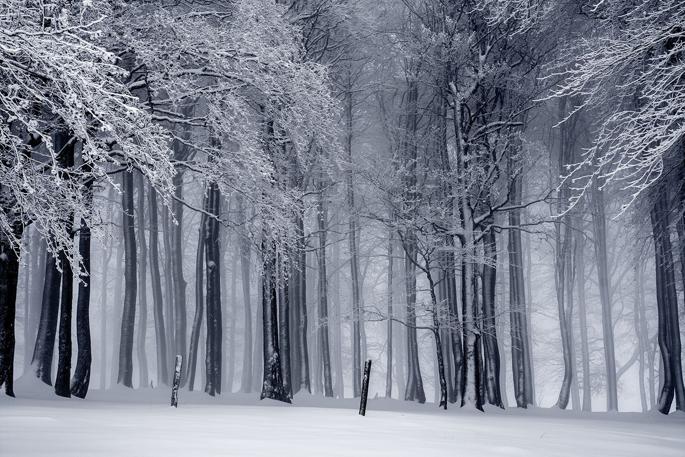 woods covered in snow