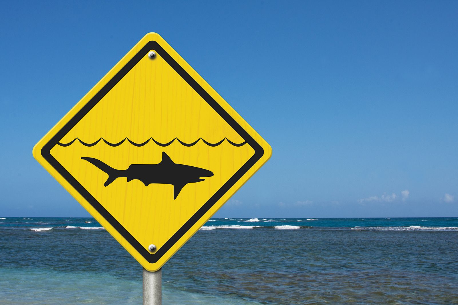 shark sign