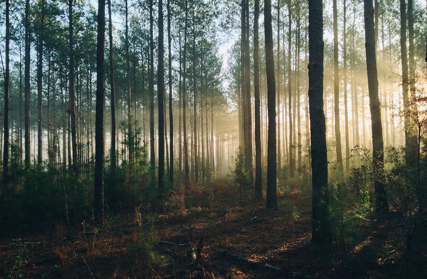 sunlight in trees